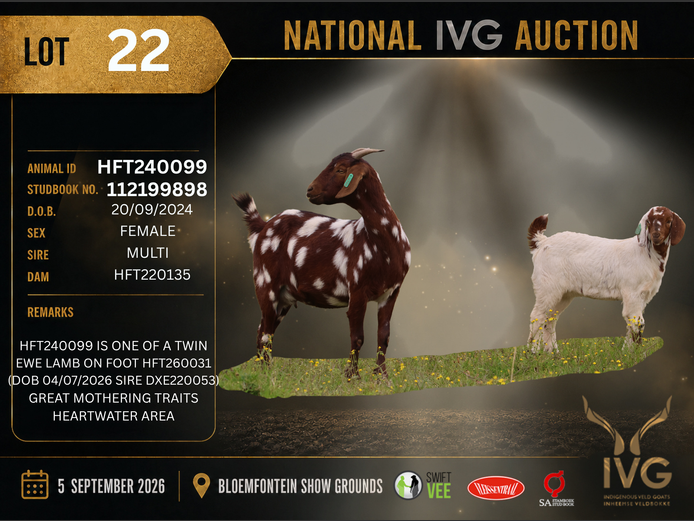 HFT24-0099 | HOOPFONTEIN STUD