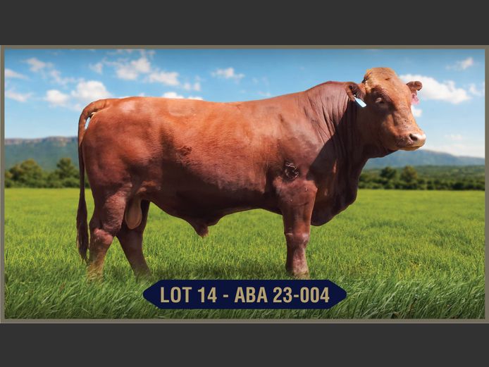 ABA230004 | ARUKAH BONSMARAS