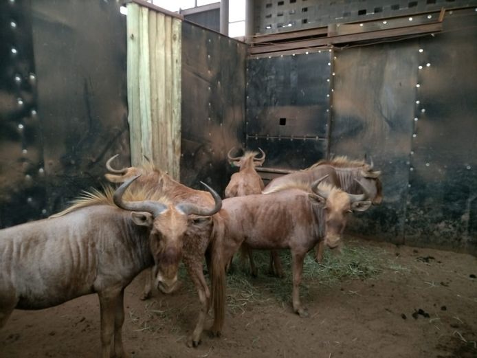 GOLDEN GNU | THABA BOTALA