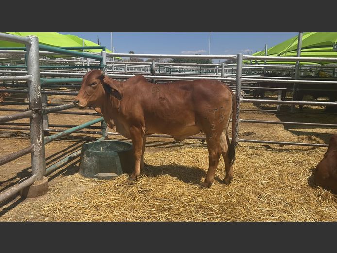 COMMERCIAL HEIFERS | TJIRI RED BRAHMAN 