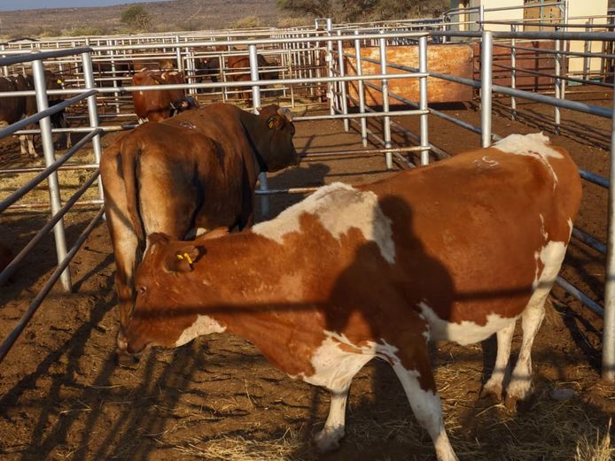 VAN NIEKERK PJ | DAIRY CATTLE 