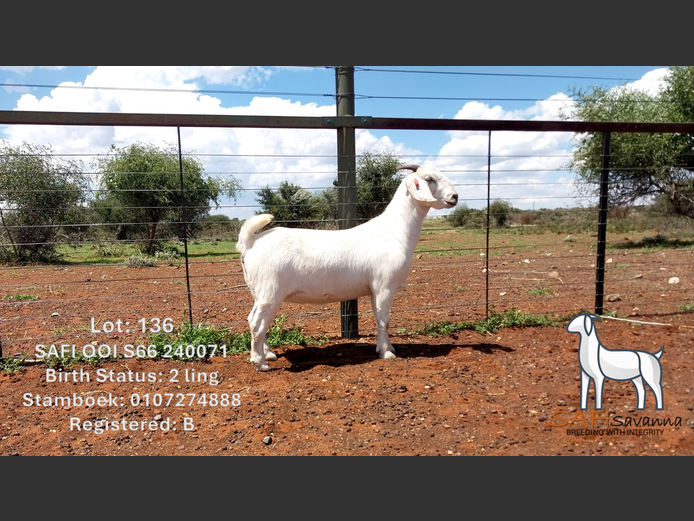 S66 24 0071 | SAFI SAVANNA