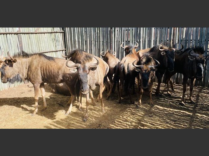 Blouwildebeeste met Goue Bul