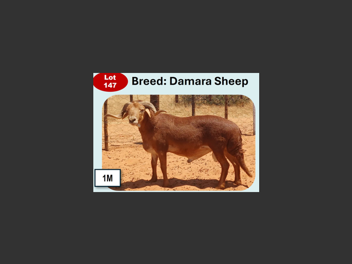 DAMARA SHEEP | ANNUAL MYTILUS AND ELOFF
