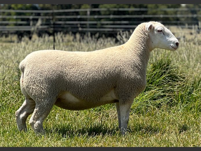 JB240158 | J.A BARNARD