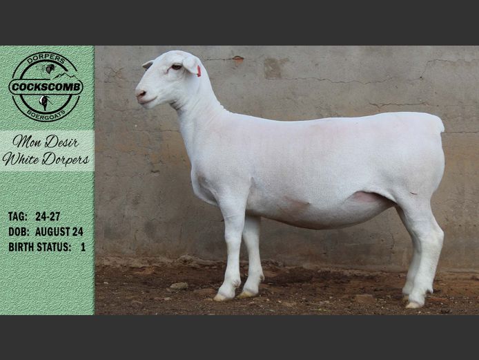 24-27 | Mon Desir White Dorpers