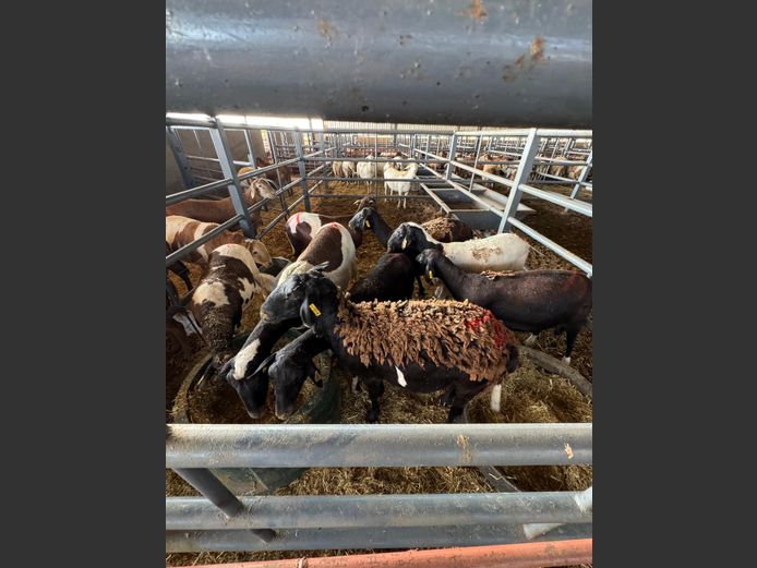 MEATMASTER | LOUMA BOERDERY