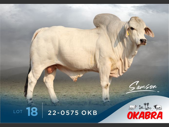 22-0575 OKB | OKABRA BRAHMANS