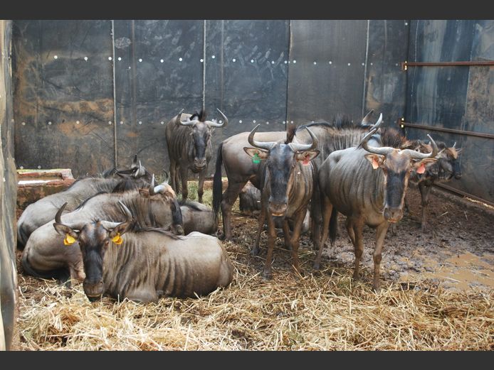 KONINGS SPLIT WILDEBEEST | DEREK BROWN