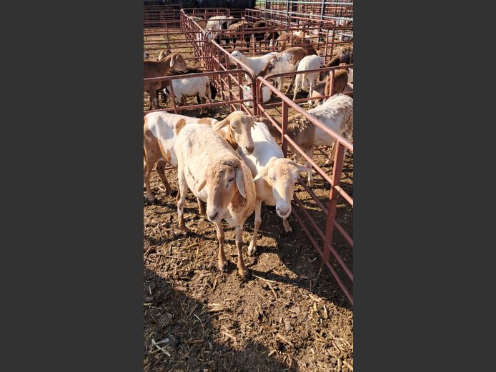 MEATMASTER | NAZARDI BOERDERY