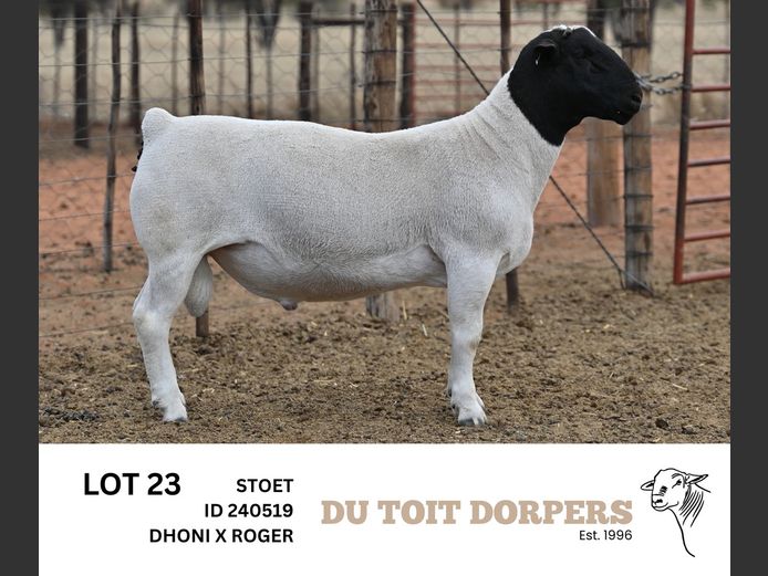 240519  | DU TOIT DORPERS