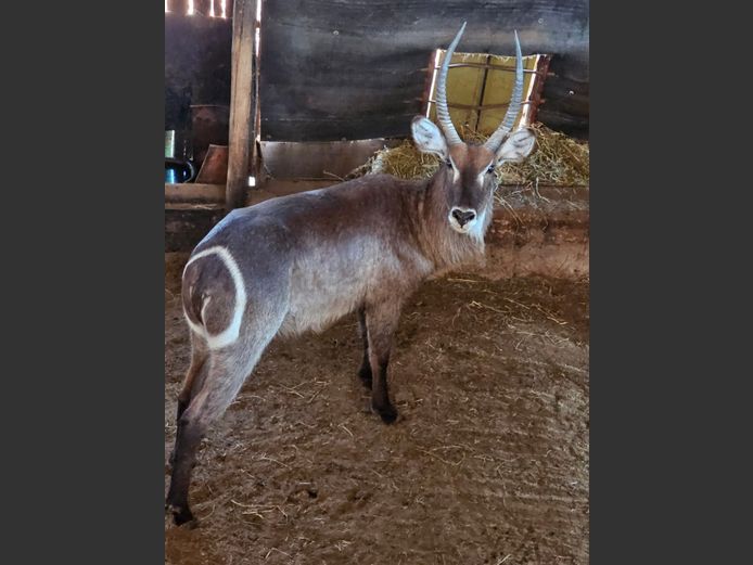 WATERBUCK | SKUINSHOEK