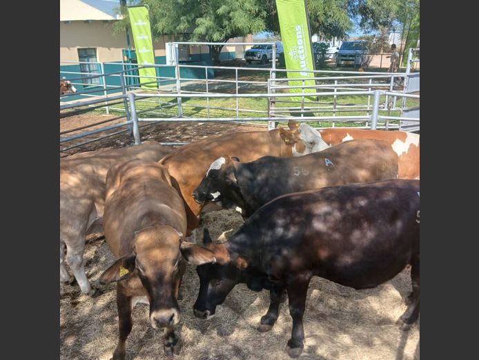 COWS | DOLL FARMING PREMIUM AUCTION