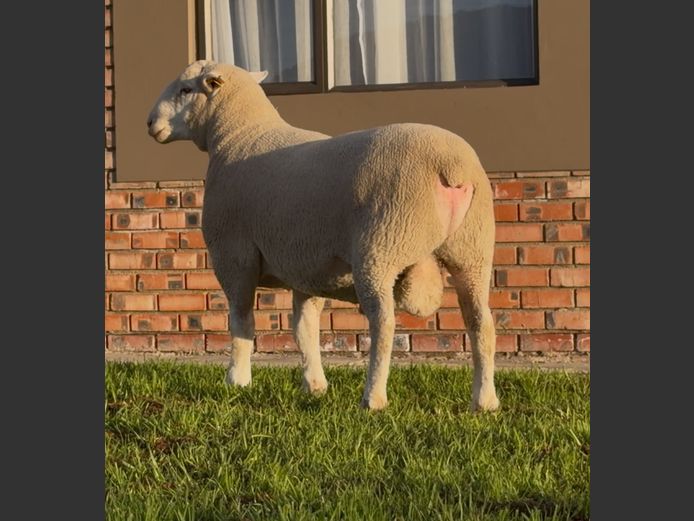 DH250166 | HEYMAN STUD FARM PTY LTD