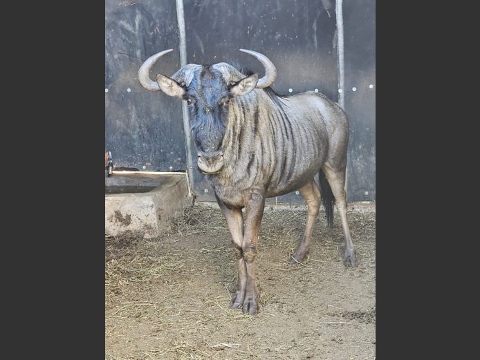 BLUE WILDEBEEST | KRUISRIVIER