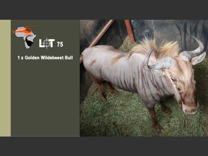 Golden Wildebeest