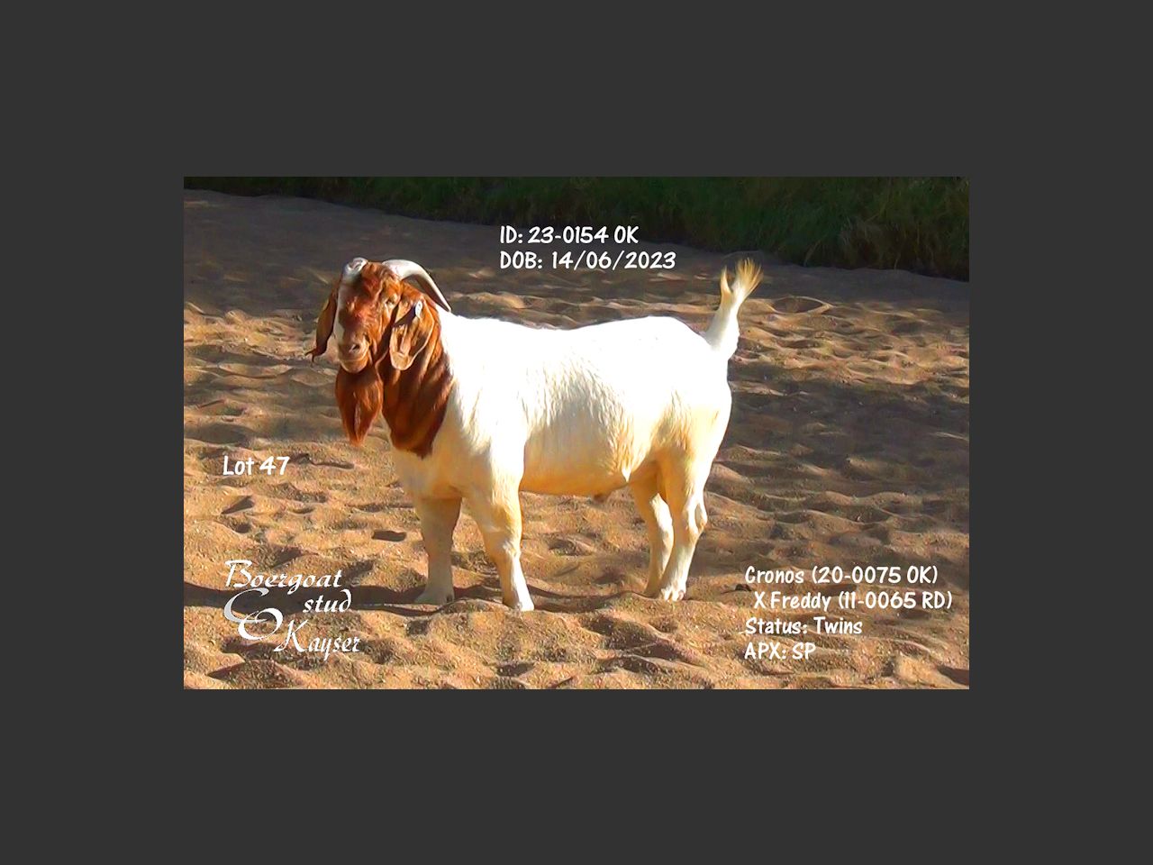 images