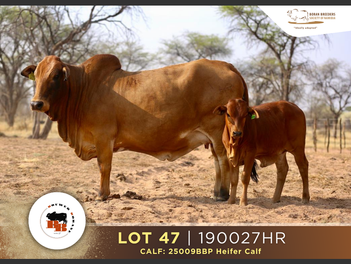 19-0027HR | BOUWER BORANE