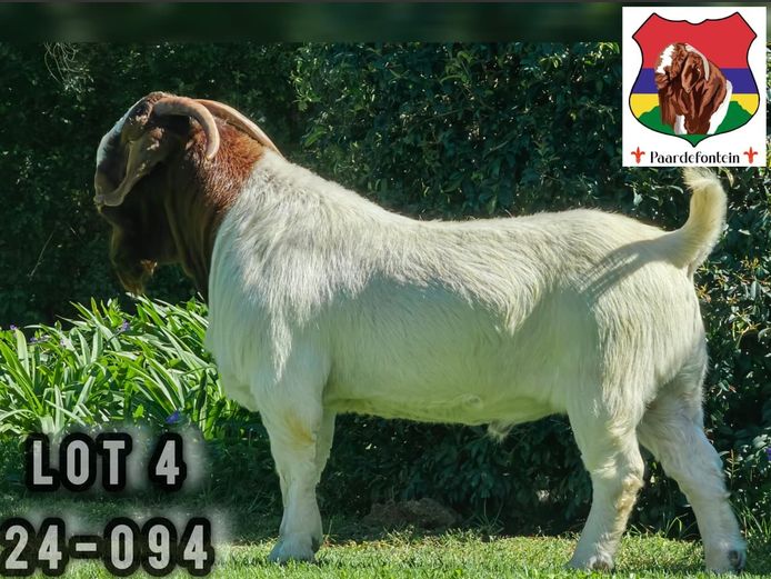 24-094  |  Stephanus Malan - Paardefontein
