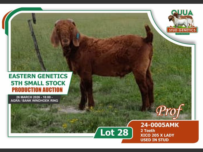 24-0005AMK | Ouua Stud Genetics 