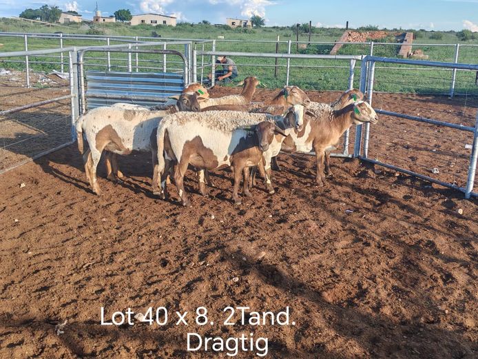 Kommersiële Diere | Dirk Steenkamp Meatmasters