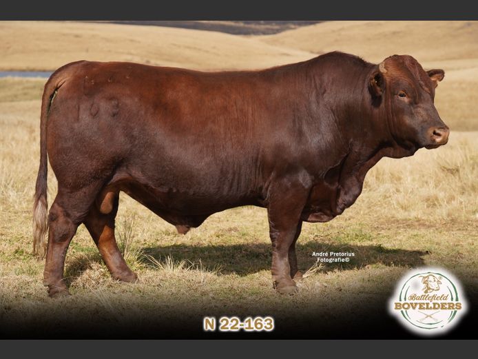 N 22-163 | MORGENTAL BOVELDERS