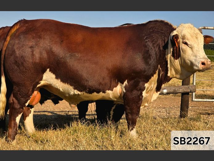 SB2267 | STAPELBERG BROERS