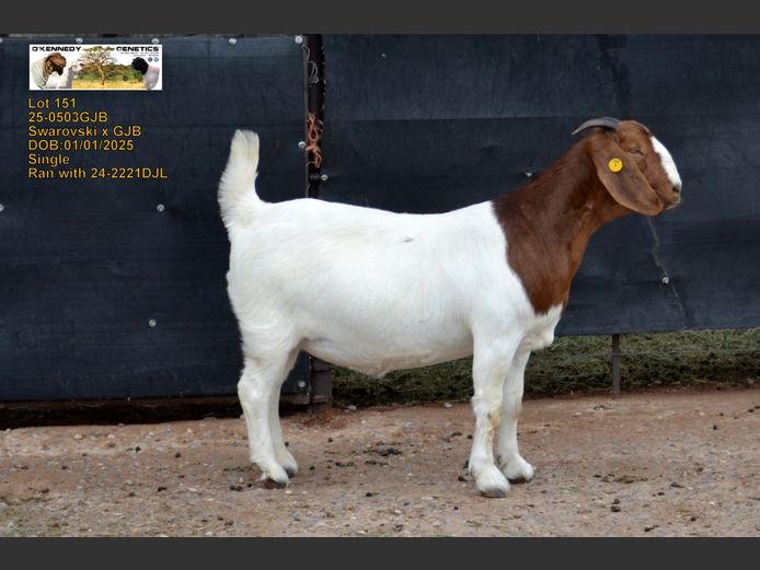 24-0503 GJB | O'KENNEDY GENETICS