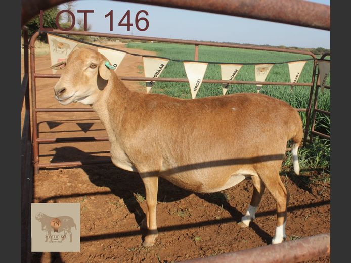 20.393 | RUDETTE NEL BOSVELDERS