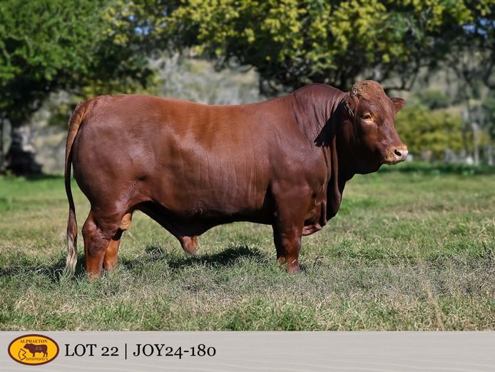 JOY240180 | FETTING LIVESTOCK TRUST