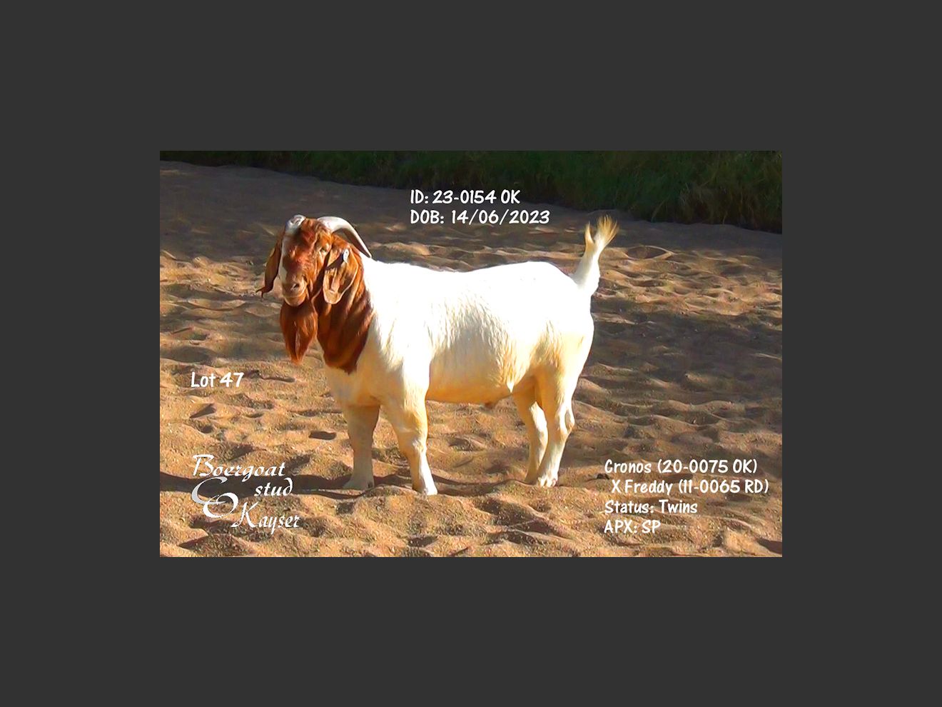 images