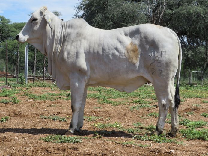 23-0025JLB | JLB BRAHMAN
