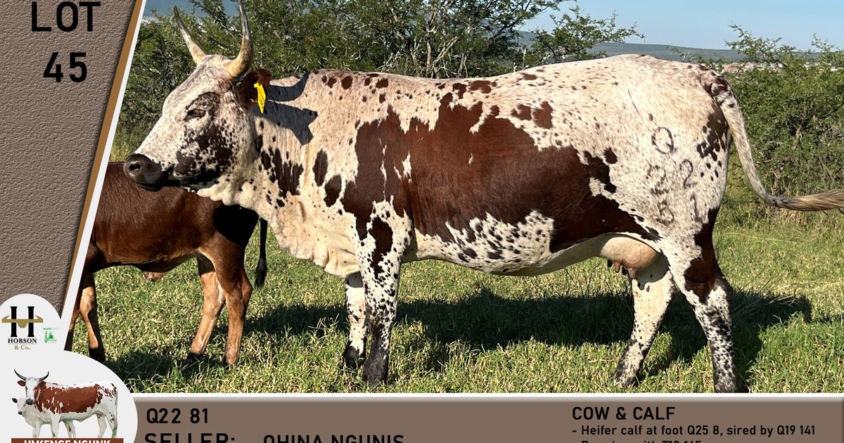 Lot 45 | UMSENGE NGUNI'S 25TH BULL & PRODUCTION SALE | SwiftVEE | South ...