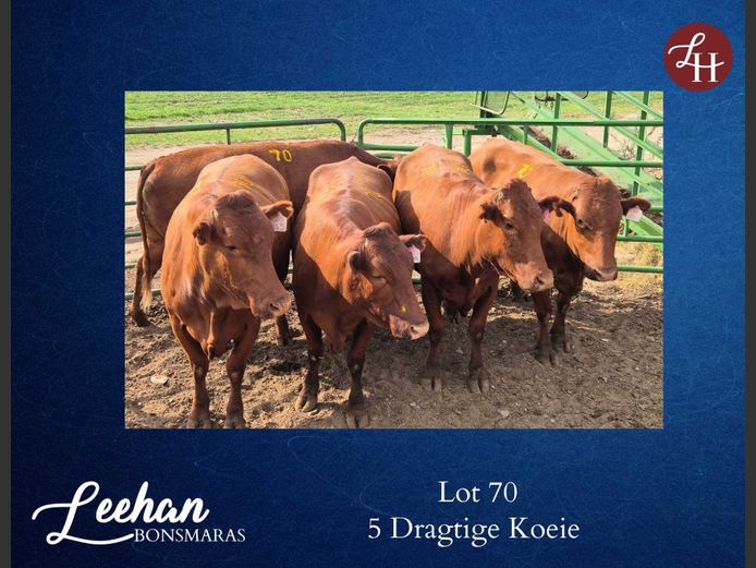 Commercial Animals | Leehan Bonsmaras Bonsmaras