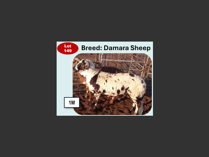DAMARA SHEEP | ANNUAL MYTILUS AND ELOFF
