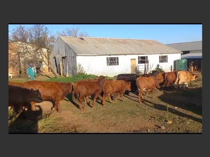 Weaners | GH Potgieter