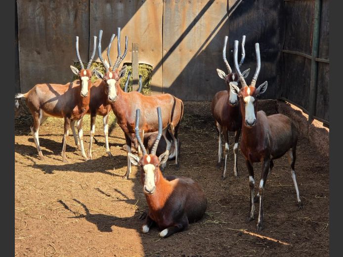 BLESBOK | LEBENKELE