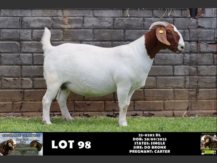 23-0202 DL | DAWID LOUW