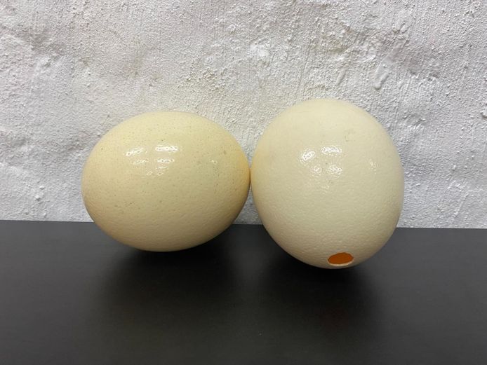Pair of Natural Ostrich Egg Shells
