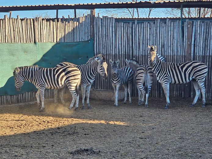ZEBRA | PRINS GAME