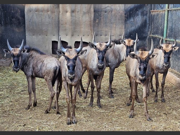 BLUE WILDEBEEST | MABALINGWE
