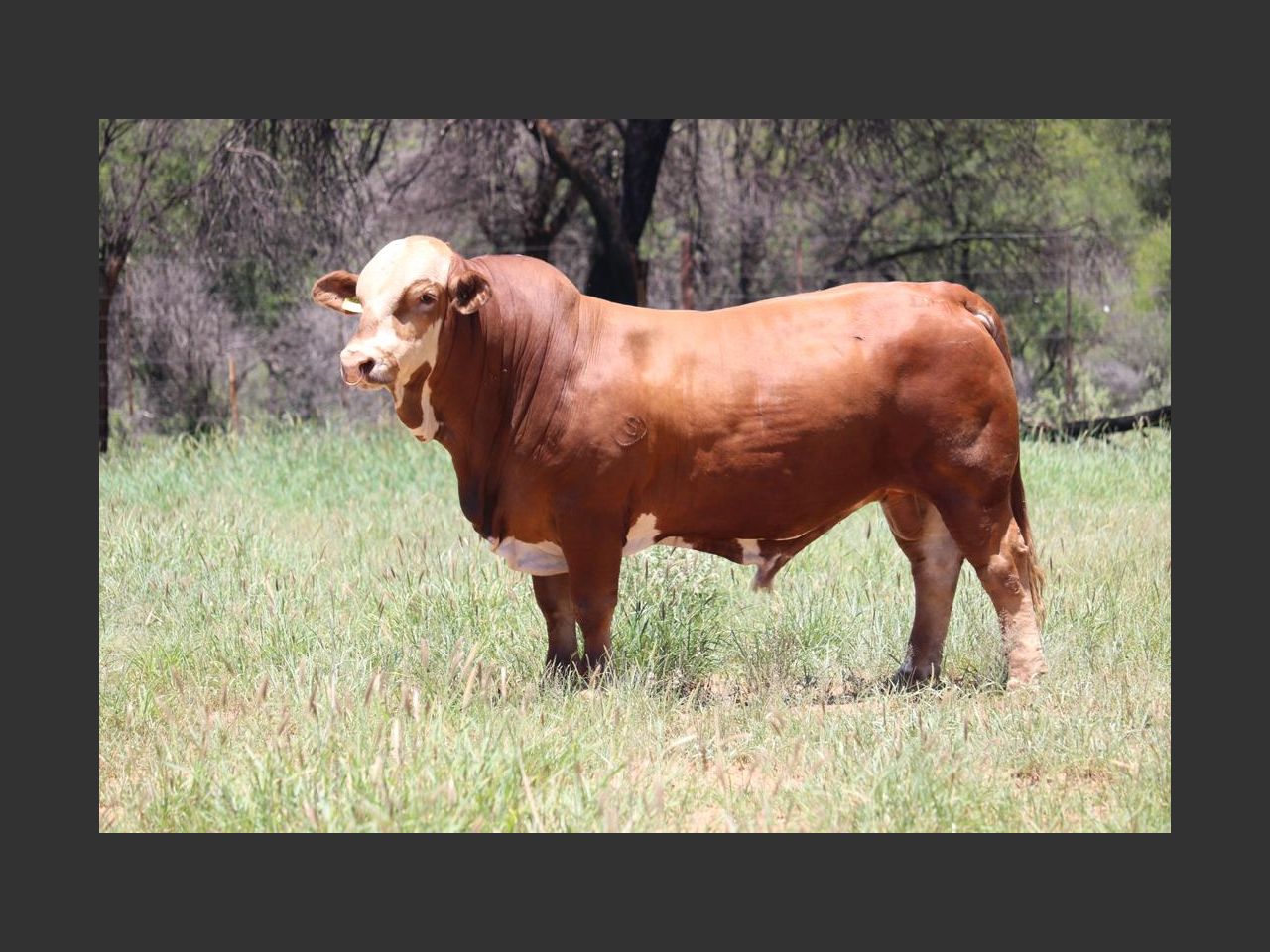 Lot 3 | CENTRAL SELECT BULL AUCTION - NAMIBIA'S BEST SELECTED BULLS ...