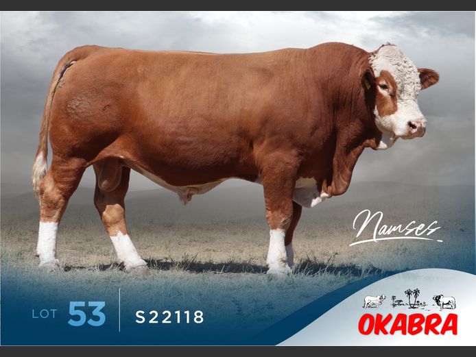 S22118 | OKASIM SIMMENTALERS