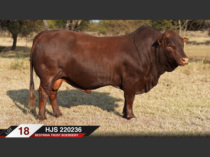 HJS220236 |  BESTRINA TRUST BOERDERY