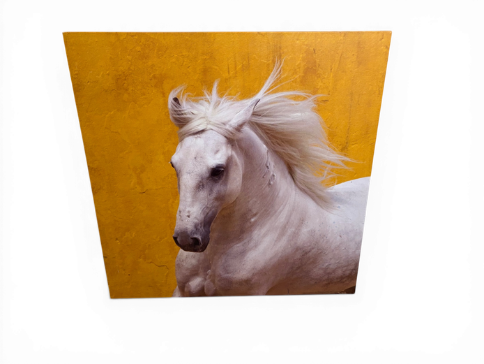 Striking Contemporary Canvas Print of White Horse on Ochre Background