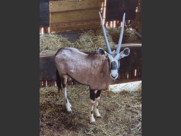GEMSBOK | ANDERSON WILDLIFE