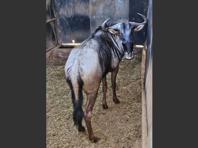 BLUE WILDEBEEST | GHOST TRADING