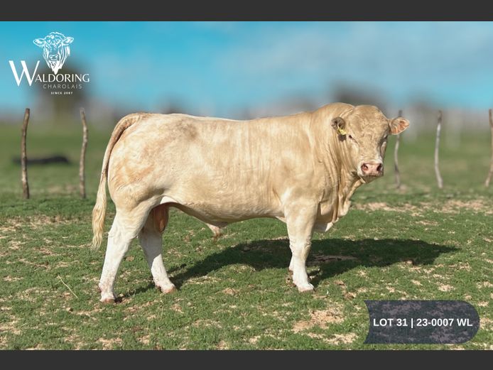 23-0007WL | WALDORING CHAROLAIS