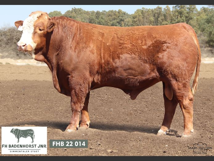 FHB2214 | FH BADENHORST