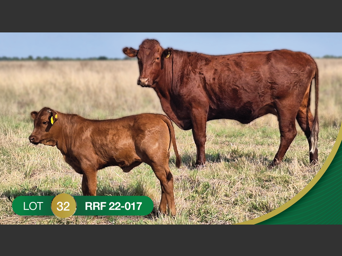 RRF220017 | CULMPINE BONSMARAS